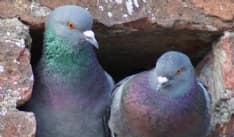 CUORGNE' - Ordinanza «anti piccioni» del Comune: sono ovunque, vietato dare loro da mangiare