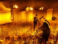 CASTELLAMONTE - SCOPERTA FABBRICA DI MARIJUANA: DUE ARRESTI. SEQUESTRATE 130 PIANTE E 4 CHILI DI DROGA - FOTO e VIDEO