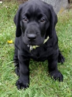 VALPERGA - Cucciolo di labrador nero scomparso, appello dei suoi padroni