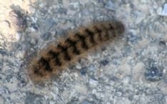 RIVARA - Processionaria nel parco: bimbo finisce dal medico