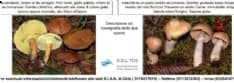 CANAVESE - Funghi radioattivi in Valchiusella: allerta dell'Asl To4 su due specie presenti in tutta la zona