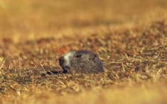 PARCO GRAN PARADISO - 554 cittadini hanno donato il 5 per 1000 per salvare gli animali del parco