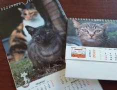 IVREA - Ben 273 mici sono passati dal rifugio di «Eporedianimali» nel 2021: tempo di bilanci per il gattile