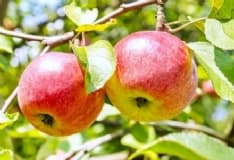 AGLIE' - Frutteto svaligiato dai ladri: rubate le mele ancora da raccogliere