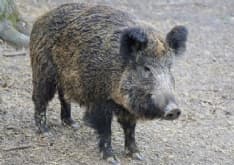 CHIVASSO - Cinghiale scorrazza tra le case: è stato abbattuto