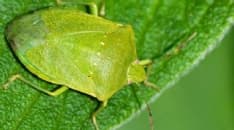 CANAVESE - Il freddo che non arriva favorisce l'invasione delle cimici