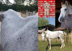 IVREA - Cavallo maltrattato rischia di tornare al suo aguzzino