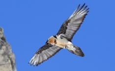 GRAN PARADISO - Fiocco rosa nel Parco: è nato un piccolo gipeto