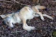 CANAVESE - Entrano in azione le Unità Cinofile Antiveleno contro un crimine crudele e inutile