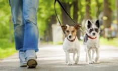 PIEMONTE - Verso la creazione di un «albo» professionale dei dog sitter