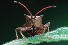 CANAVESE - Fastidiosa e distruttiva: la cimice asiatica devasta l'agricoltura. Allarme della Coldiretti