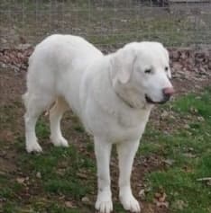 APPELLO - Asia cerca una famiglia