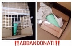 RIVAROLO - Abbandonano i gatti appena nati nel parcheggio del Gigante