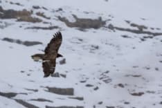 PARCO GRAN PARADISO - Vietato disturbare: c'è il gipeto che nidifica!