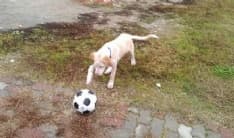 CANAVESE - Rubato un labrador a Feletto: appello per Cesare - FOTO