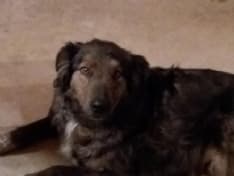 RIBORDONE - Appello per Vinc, scomparso nel nulla in montagna