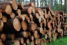 CANAVESE - Via libera alle attività di selvicoltura: i boscaioli tornano al lavoro