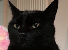 RICORRENZE - È la giornata del gatto nero