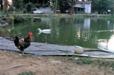 FAVRIA - Nel laghetto abbandonano di tutto: conigli, pesci e tartarughe