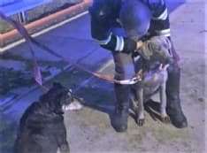 SAN GIORGIO CANAVESE - Cani scappano da casa: salvati in autostrada dalla polizia - FOTO