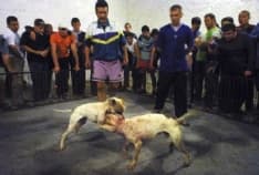 IVREA - Combattimenti tra cani: sequestrato un cucciolo