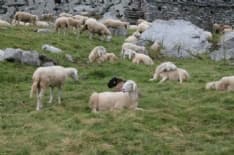 PONT - Il futuro degli alpeggi: se ne discute sabato con l'ente parco Gran Paradiso