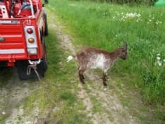 CASTELLAMONTE - Capretta cade in un canale: salvata dai vigili del fuoco