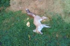 IVREA - C'è qualcuno che ammazza le volpi: allarme rosso in città