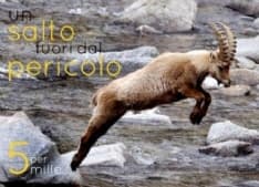 PARCO GRAN PARADISO - Il 5 per 1000 aiuta a salvare gli stambecchi