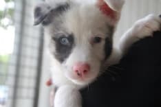 CALUSO - Epidemia di leptospirosi in fase di contenimento al canile