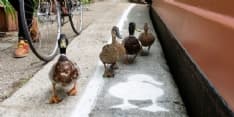 PET - Le «Duck Lane» inglesi