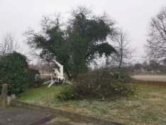 AGLIE' - Il taglio dell'albero di piazza Nassiriya fa discutere, il sindaco Succio: «Era pericoloso»