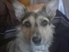 CASELLE - Cagnolina fugge sulla pista dell'aeroporto e scompare