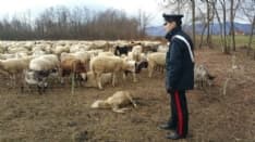 FRONT CANAVESE-FOGLIZZO - Pascolo abusivo, denunciati padre e fratello dei killer di Chivasso - FOTO e VIDEO