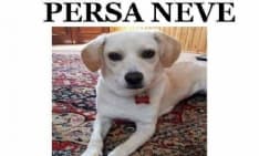 INCIDENTE STRADALE - La cagnolina si salva ma scompare: appello per ritrovare Neve