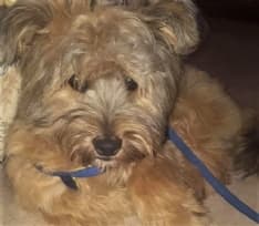 AGLIE' - Appello per ritrovare il piccolo Lucky (RITROVATO!)