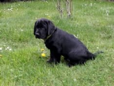 VALPERGA - Tagliano la recinzione e rubano il cucciolo di Labrador: caccia ai ladri di cani - FOTO