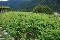 CAREMA - Anche in Canavese nasce la strada dei vigneti alpini