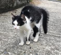 MONTANARO - Felinamente, seminario gratuito sul comportamento del gatto