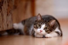 COVID - Scoperto in Piemonte il primo gatto colpito dalla variante inglese del virus in Italia