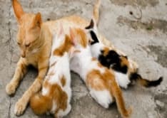 CANAVESE - Emergenza gattini: si cercano balie e stalli per aiutare i mici