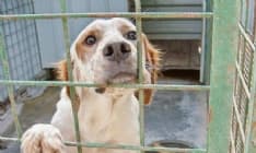 SAN BENIGNO CANAVESE - Adotti un cane al canile? Il Comune ti dà 260 euro