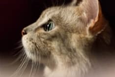 COVID - Gatto con variante inglese: «E' la conferma che non sono gli animali a trasmettere il coronavirus»