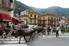 PONT CANAVESE - Dopo lo «stop» torna la festa della transumanza