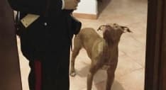 STRAMBINO - Lascia il cane sul balcone per un giorno, ferito e senza cibo: padrona denunciata dai carabinieri