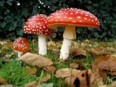 CANAVESE - L'Asl apre il centro micologico: attenti ai funghi