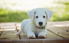 PIEMONTE - Nasce il Tavolo permanente di confronto per gli animali