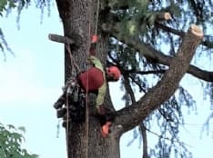 CIRIE' - Pericolo crollo, abbattuti due pini nel parco giochi di via Dante