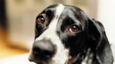 CANAVESE - Lascia il cane sotto il sole cocente: 1000 euro di multa