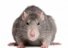 IVREA - Centro storico e isole ecologiche: derattizzazione in corso